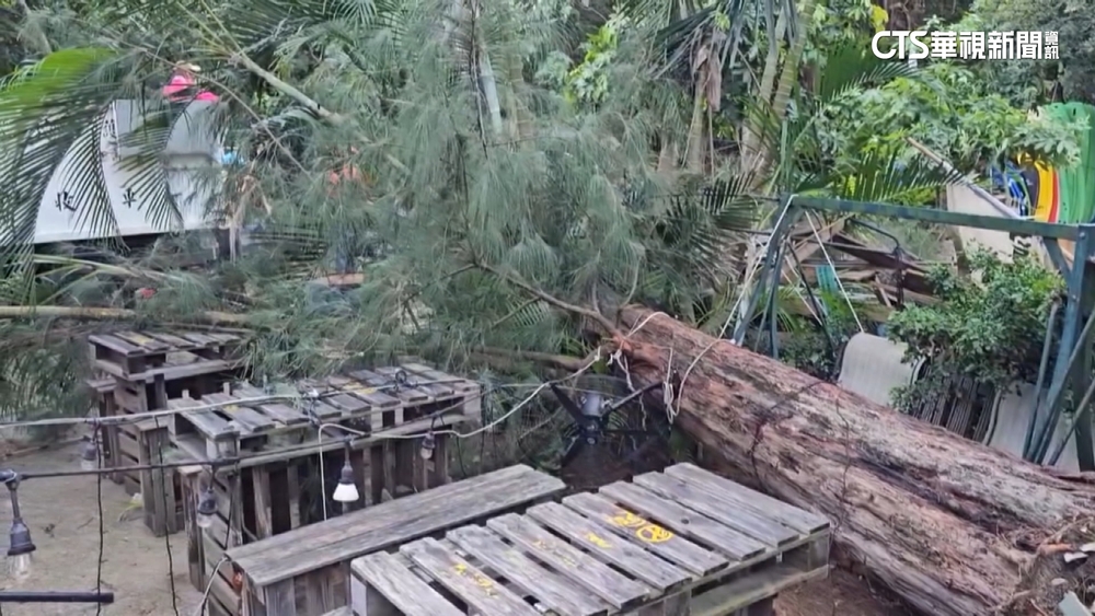 百年木麻黃遭強風吹倒砸車　車主：求償無門