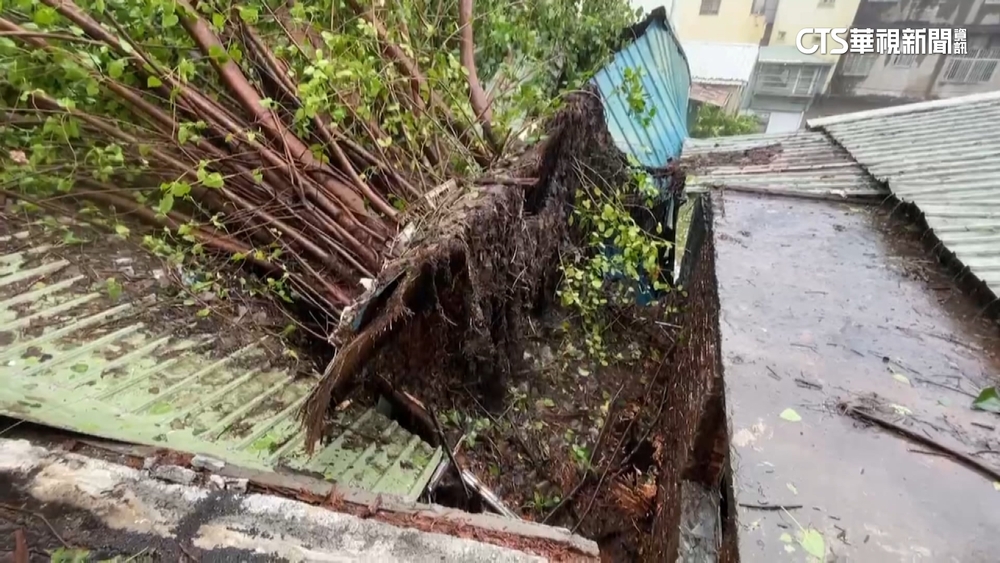 不敵海葵強勁風勢　高.屏大樹倒塌逾500件