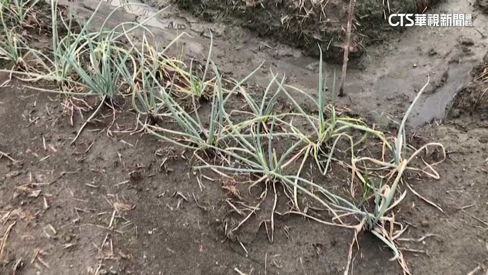 風災毀農作物！　菜產量減半　青蔥1公斤飆破3百元
