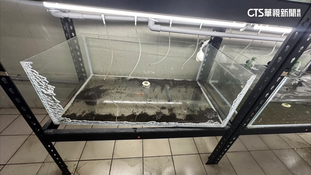 嘉義半個月連4震　學者：不排除有更大規模地震