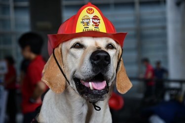 搜救英雄「鐵雄」光榮退役！　開放台中市府員工及志工領養