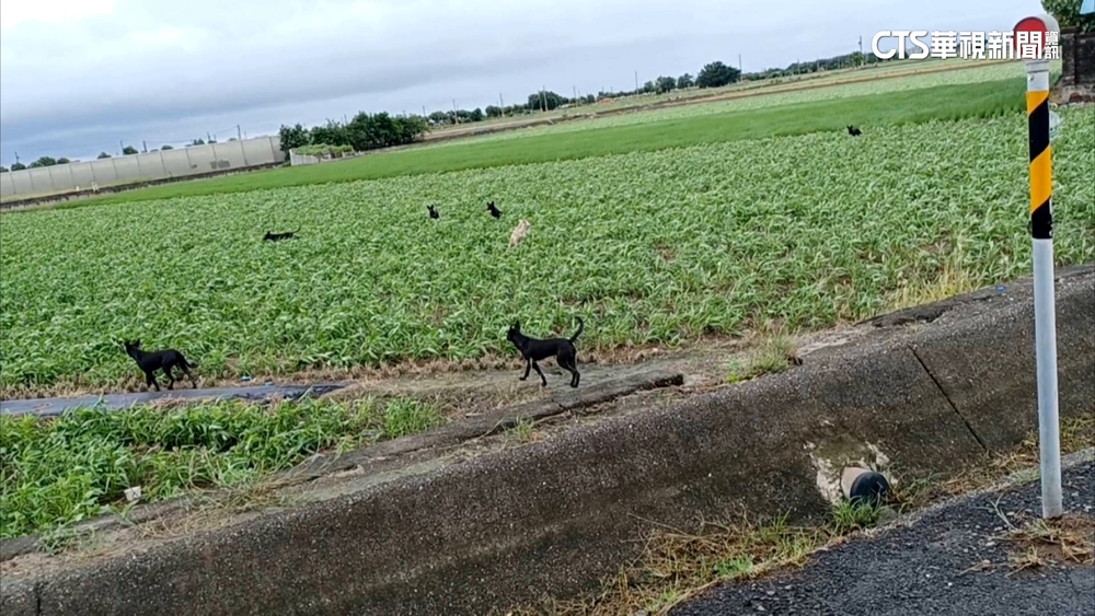 流浪狗肆虐咬死鵝.豬　嘉義畜牧業者損失慘
