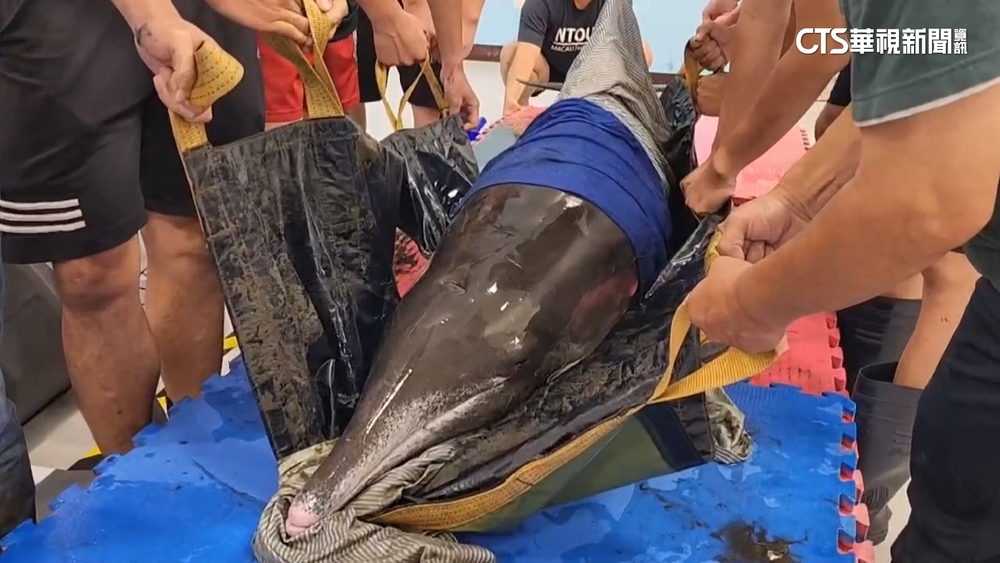 「八里糙齒海豚」擱淺　人造線.魚勾胃壁沾黏　救治中