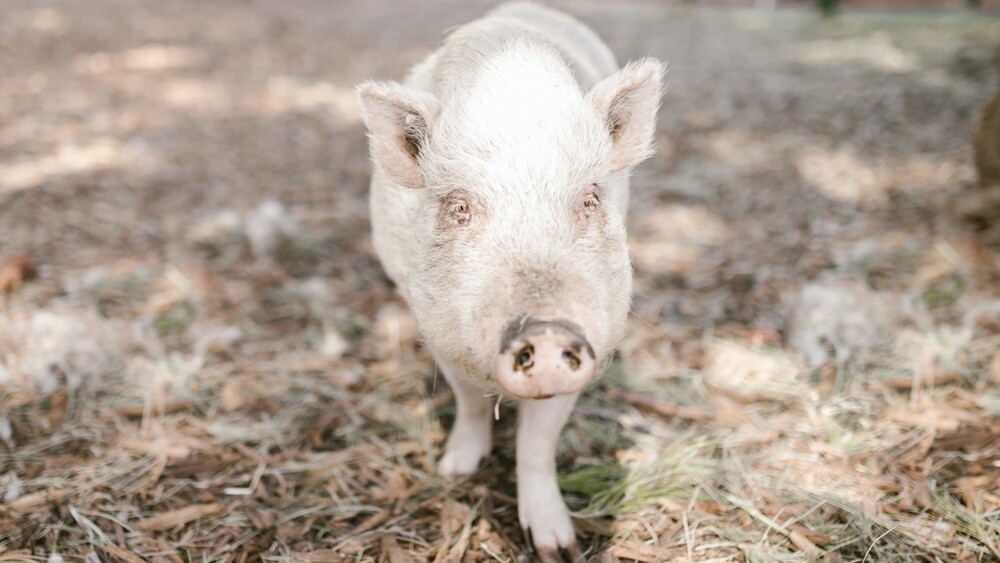 豬跑掉遷怒！　男脫衣露刺青飆罵五字經　還用身體撞人