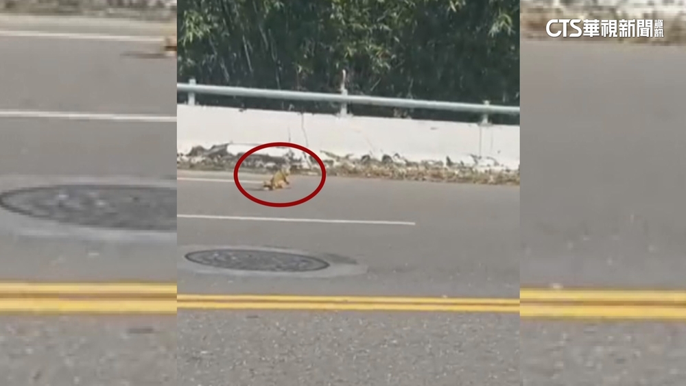 外來種綠鬣蜥橫行馬路　駕駛人急剎險車禍