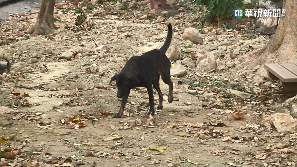 竹東老翁失聯！　警破門驚見「2犬啃屍」