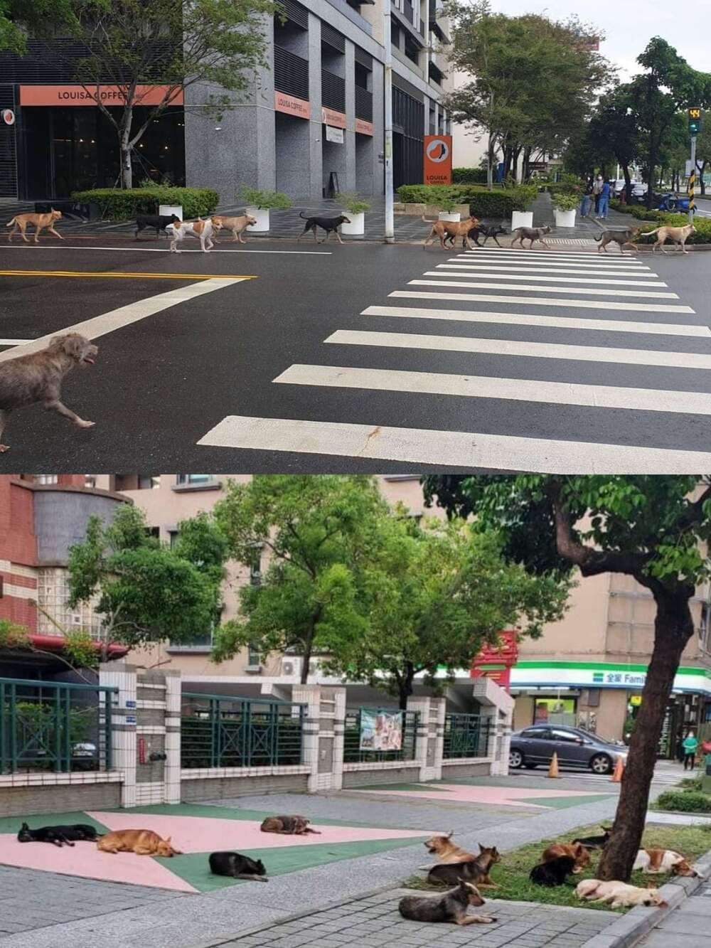 （圖／翻攝自臉書台南府城大小事）