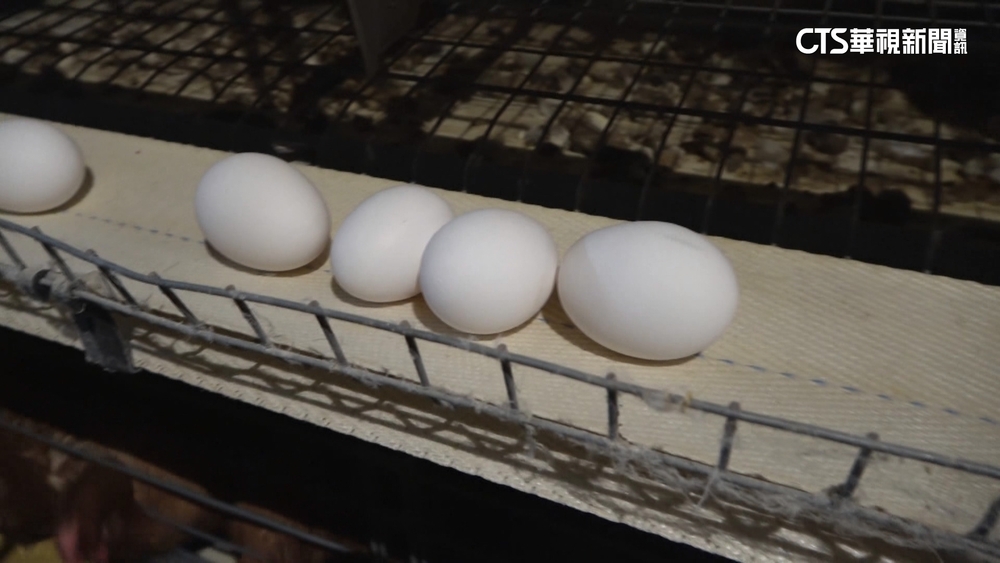 巴西蛋可放4個月？　農業部：有塗食用蠟可保存
