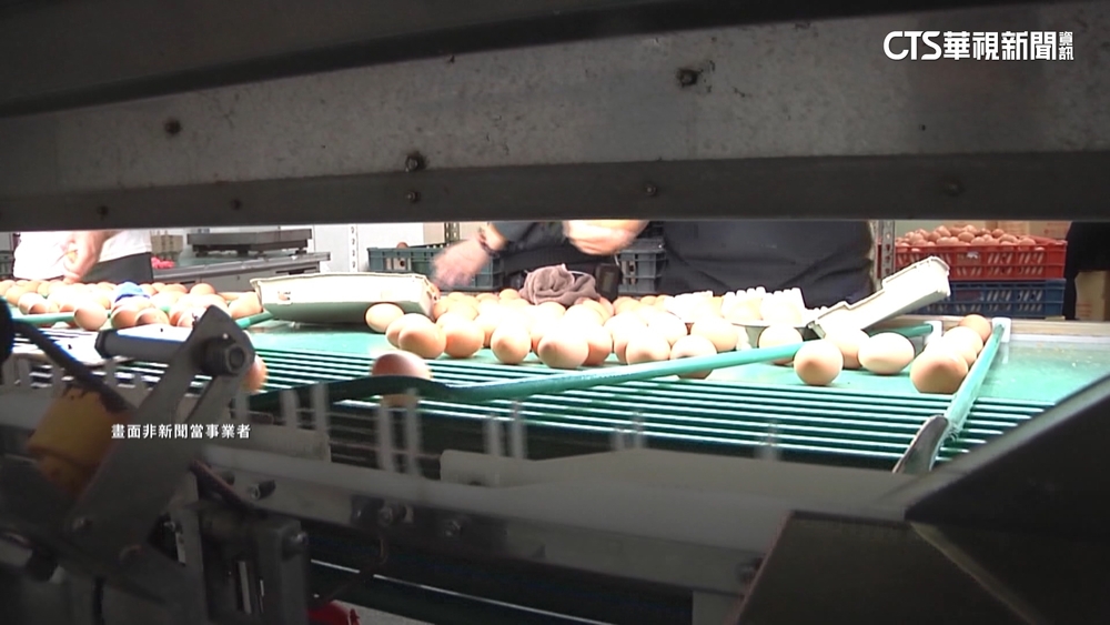 台農蛋品董座喊冤「幫洗蛋」背鍋　農業部：產地價買斷