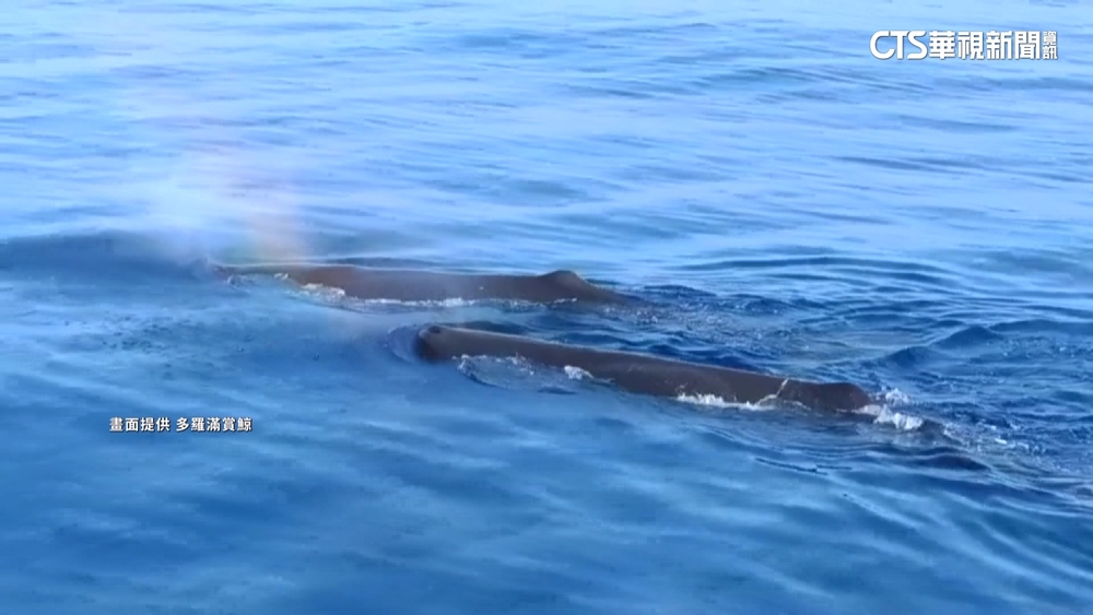 今年最大群！　花蓮外海逾20隻抹香鯨現蹤引驚呼
