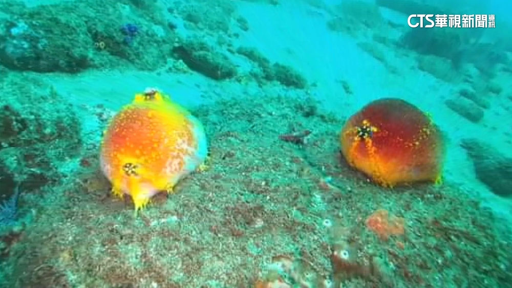澎湖有毒海生動物肆虐　　「海蘋果」疑破壞生態平衡