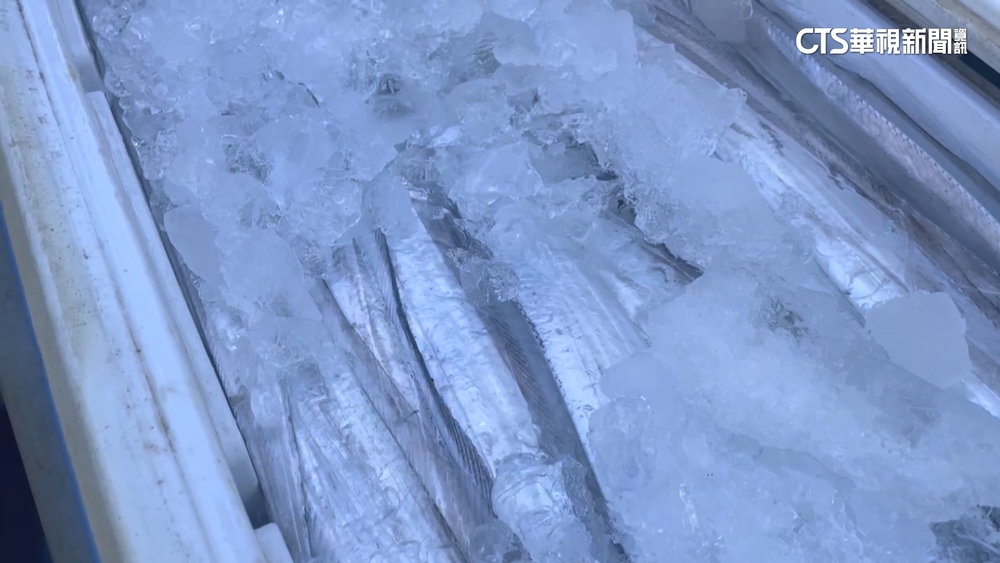 疑外銷失利價格低　上百尾白帶魚棄八斗子港外