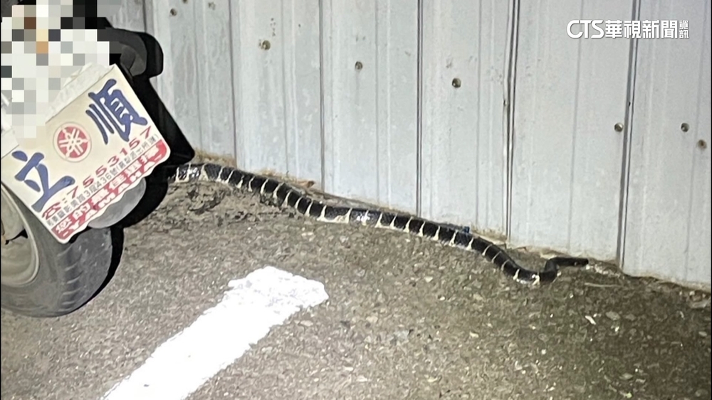 戶外泡湯被蛇咬！　男機警拍下「牠」長相自救