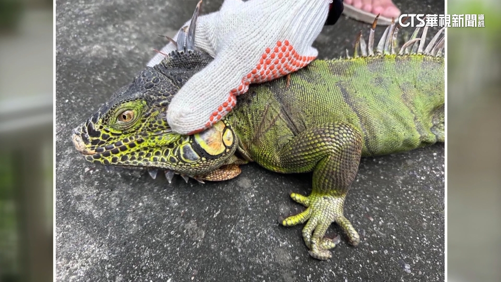 日月潭首見綠鬣蜥入侵　溪邊露「鱷魚尾巴」被活逮
