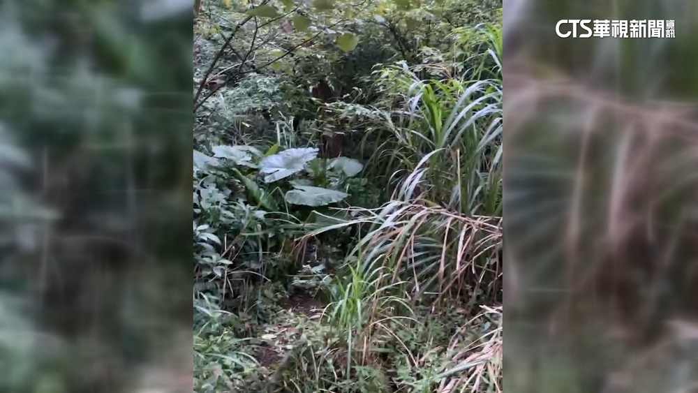 石門青山瀑布蜂群螫傷8人　達人已摘除蜂窩