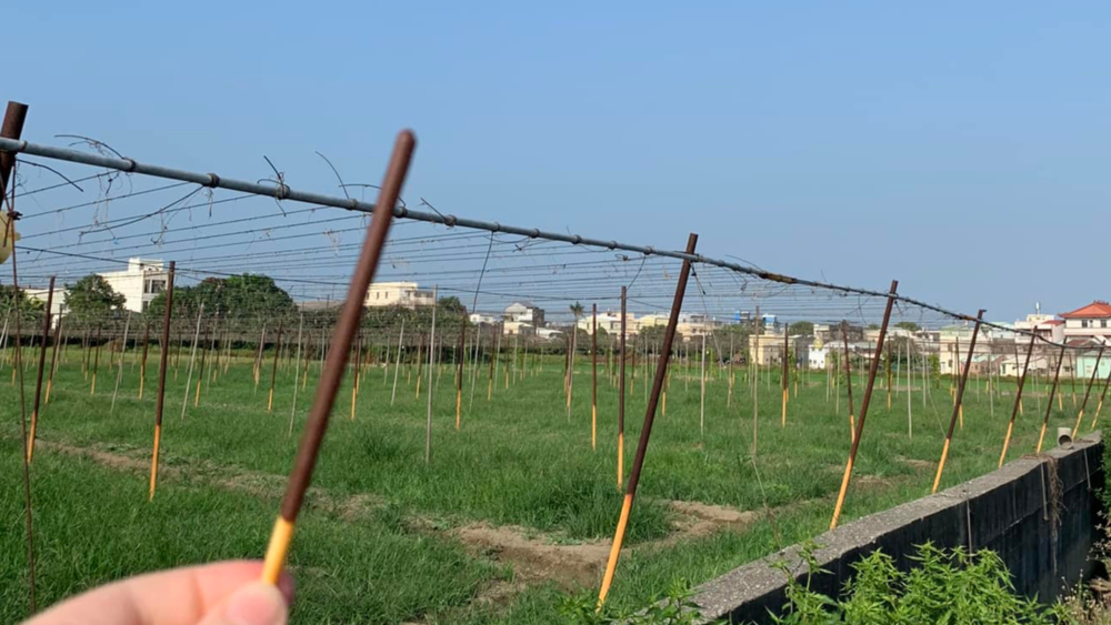 路過意外發現「Pocky種植地」？　廠商也歪樓：秘密竟然被發現了