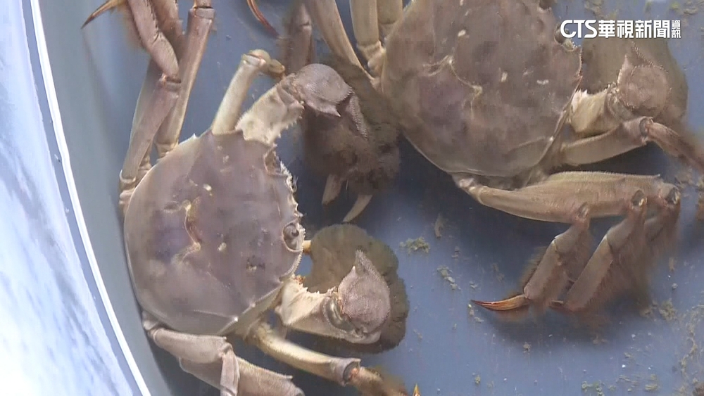 秋風起閘蟹熟！苗栗養殖蟹開賣　價格與去年持平