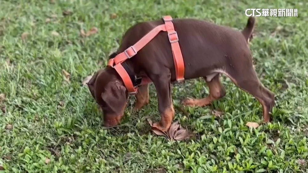 愛犬花25萬訓練3個月死亡！　飼主申訴解剖釐清