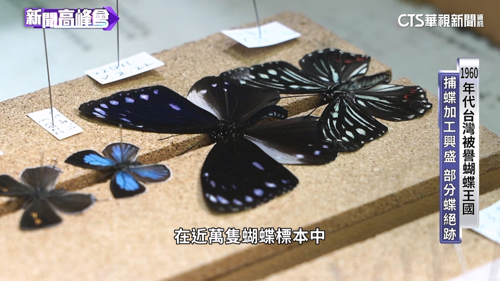 台灣曾是「蝴蝶王國」　標本熱銷全球創3千萬美金外匯