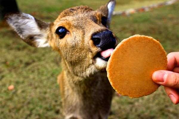 「奈良鹿保護協會」遭控虐待　獸醫：每年死50頭 有7成鹿吃不飽