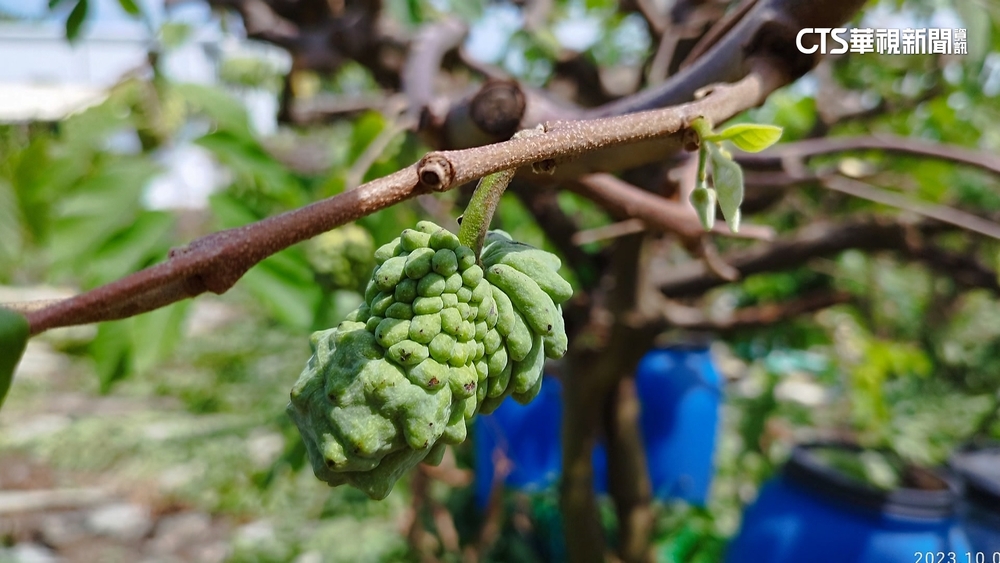 「海葵」重創還沒修復　果農防「小犬」急修剪樹枝