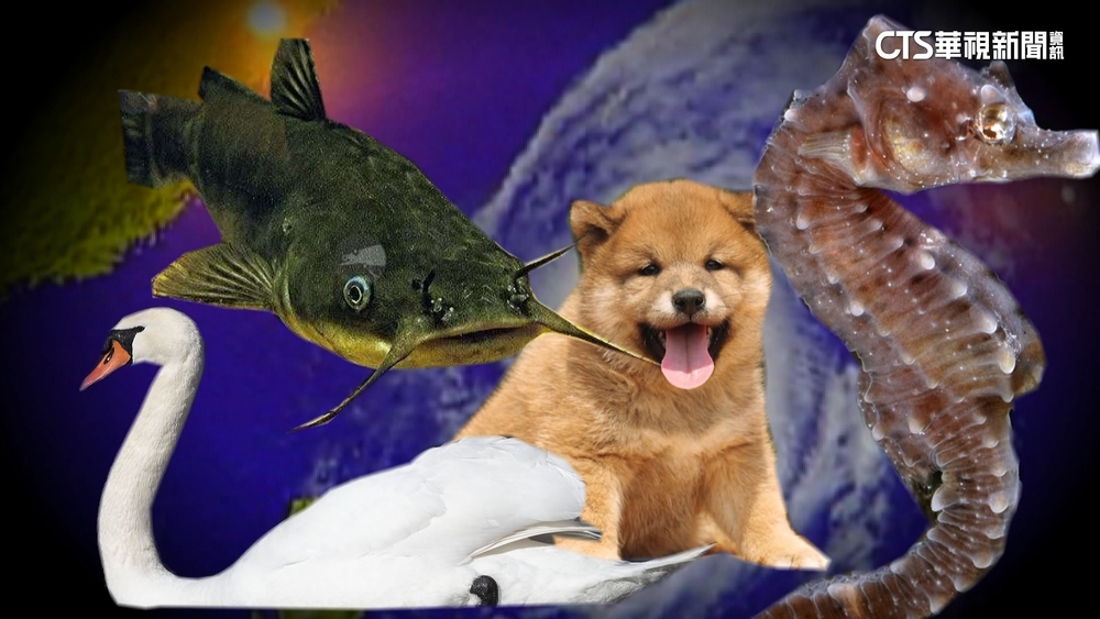 小犬變猛犬非個案！　過往「動物系」颱風命名萌威力強