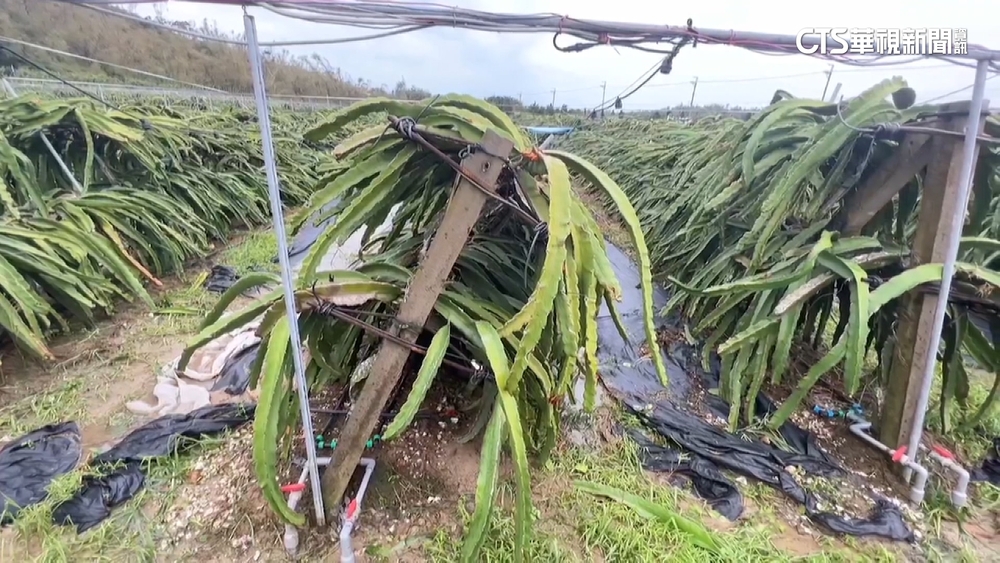 颱風毀壞果園！火龍果.玉荷包.香蕉田全毀