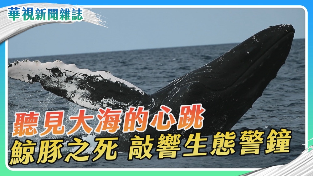 【聽見大海的心跳】鯨豚之死 敲響生態警鐘｜｜華視新聞雜誌