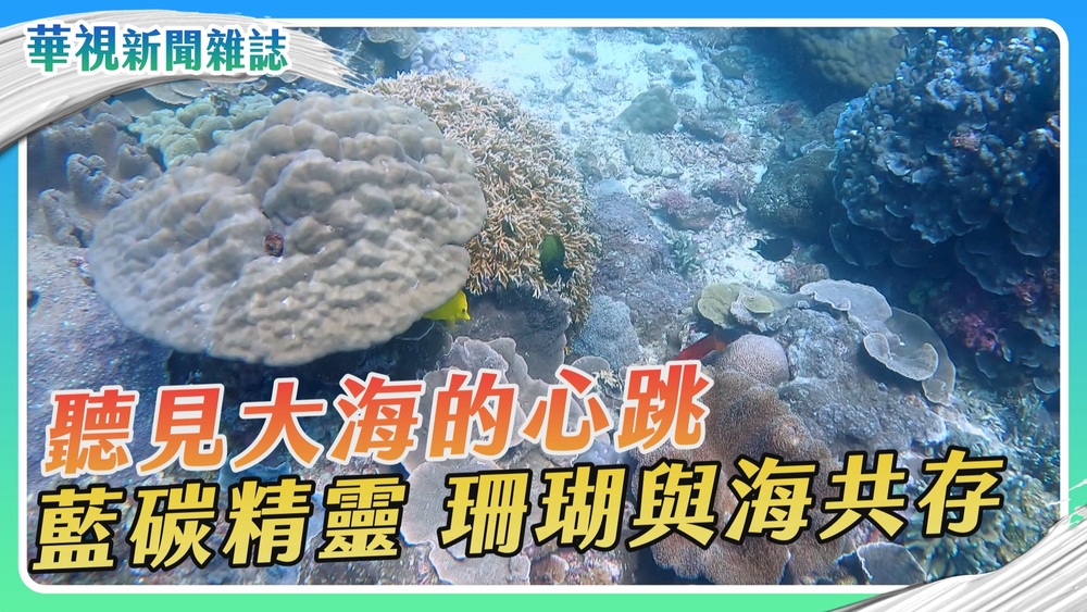 【聽見大海的心跳】珊瑚齊產卵｜華視新聞雜誌