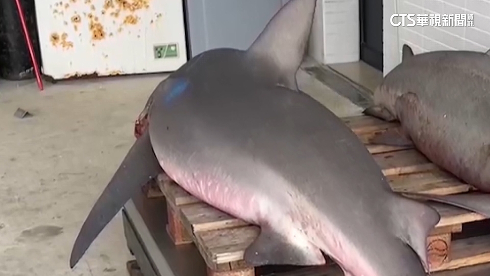 兩頭公牛鯊闖箱網享海鱺大餐　業者損失破百萬