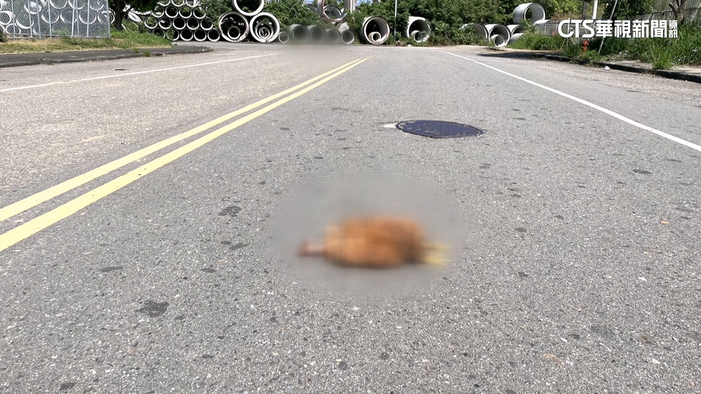 雞豬橫屍銅鑼街頭！　疑「自導自演」抵制化製廠