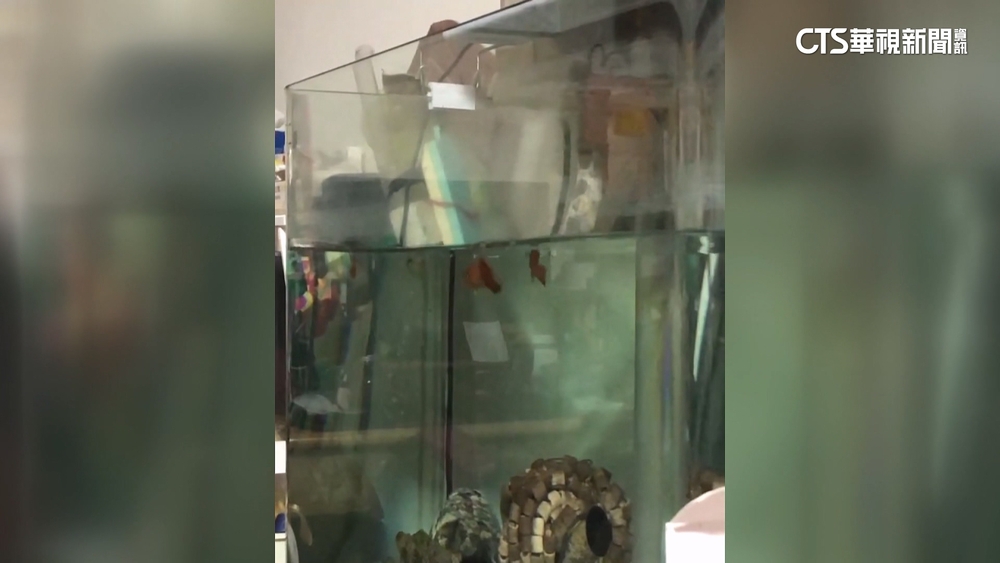 全台有感！　花蓮規模5.8地震　恐再有餘震