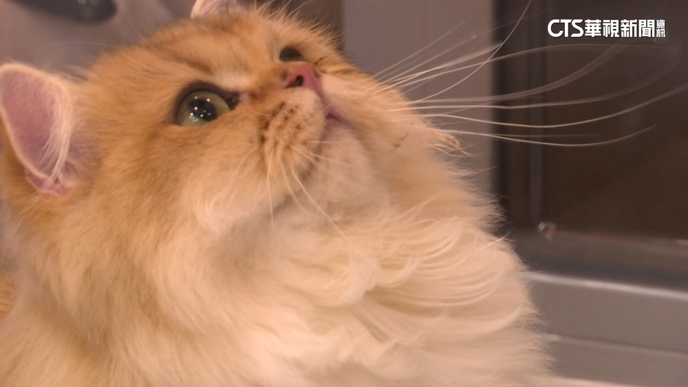 新增犬貓數超「新生兒」！　寵物商機1年估達600億