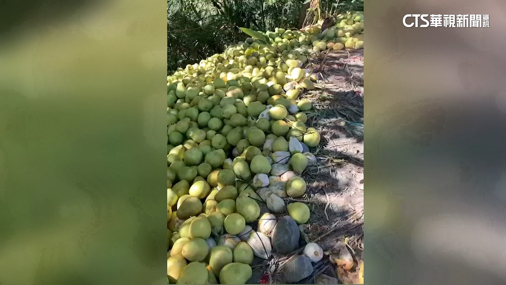 瑞穗鄉民檢舉亂倒文旦　農會：供農友做肥料