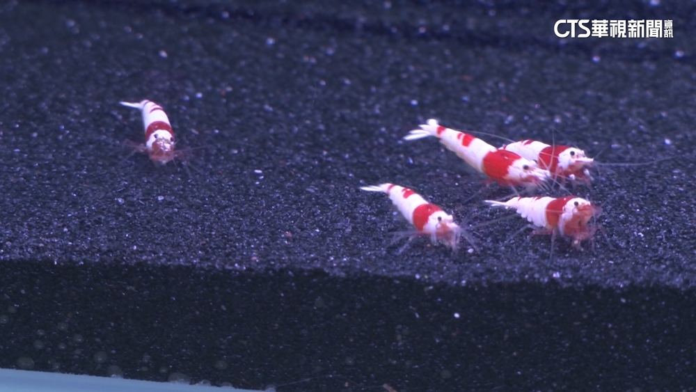 MIT培殖實力領先全球！　觀賞魚單尾價格破萬元