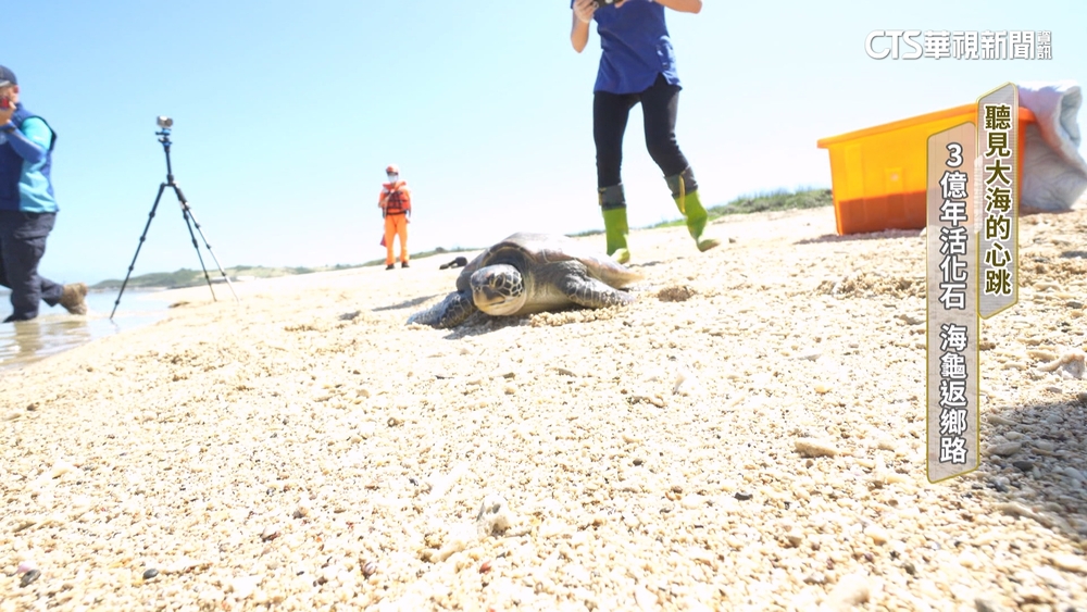 聽見大海的心跳　3億年活化石　海龜返鄉路