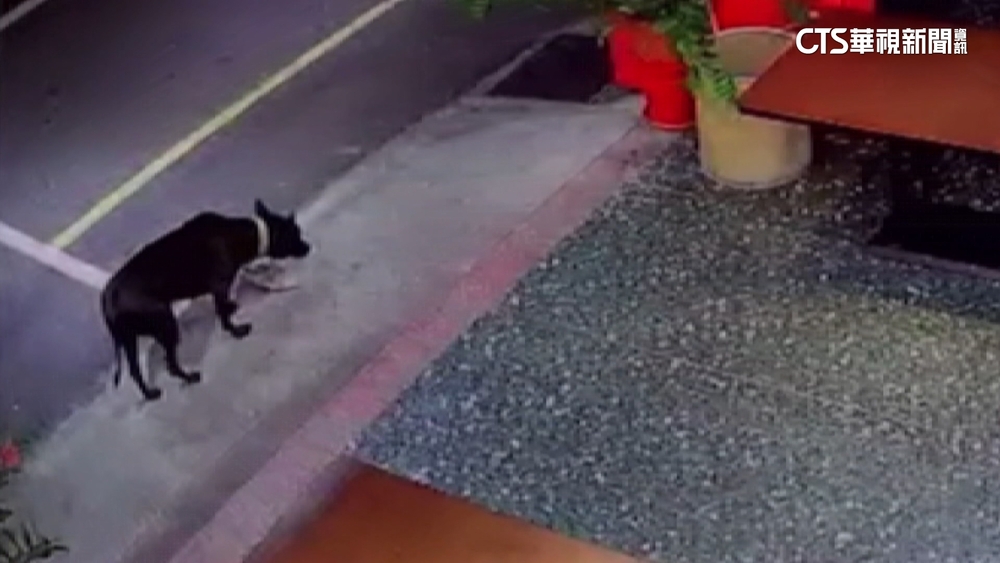 狗狗撿到槍！半夜叼手槍零件回家　炸雞店老闆嚇壞