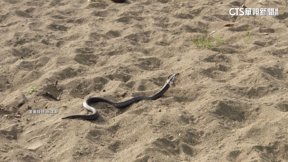 攝影秘境「貓羅溪秋芒」藏危機！　毒蛇躲草叢民眾驚逃