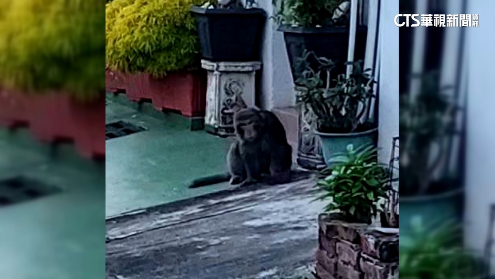 「黑玫瑰」重出江湖？　高雄婦人當街舉槍驅猴