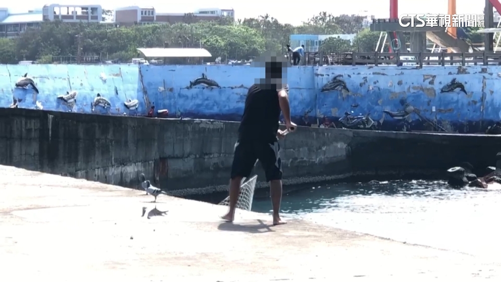 光天化日下擄鴿？　小琉球驚見2男出動捕網抓賽鴿