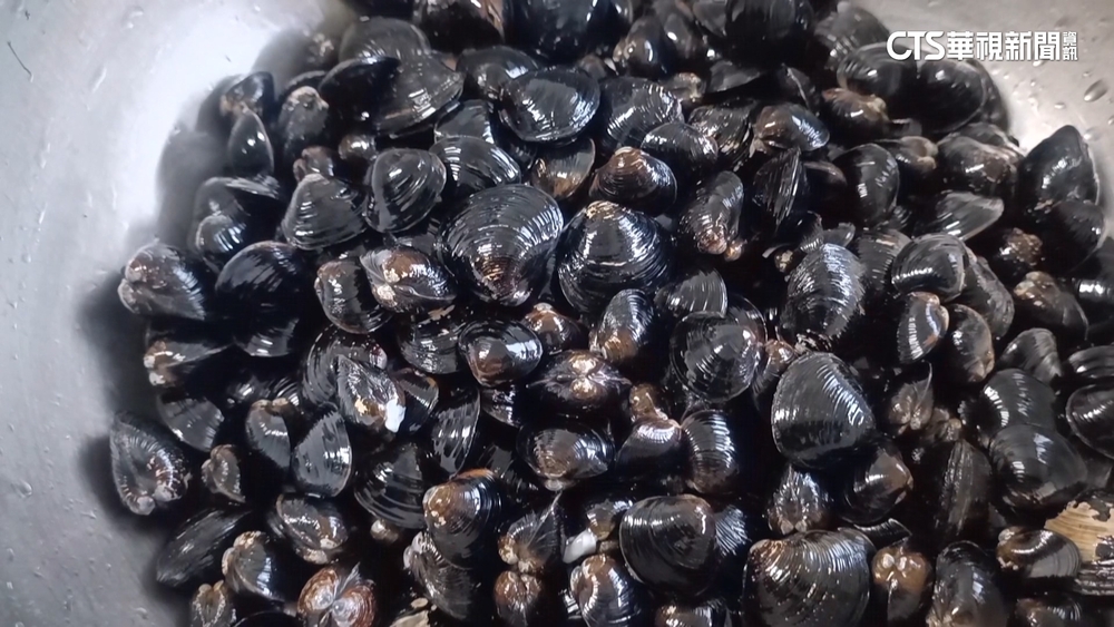 台成功人工養殖「大和黑蜆」　日本博士來台取經