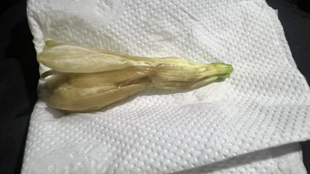 花50元買玉蘭花「只拿到1朵」　釣出一票苦主：你不孤單