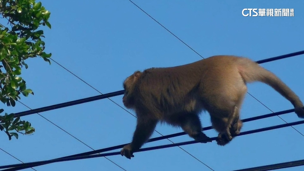 體型碩大猴王拜觀音？　民眾憂攻擊老人小孩
