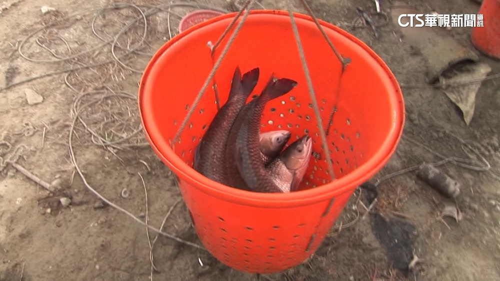 毀廣西河流生態！　「羅非魚」即台灣「吳郭魚」