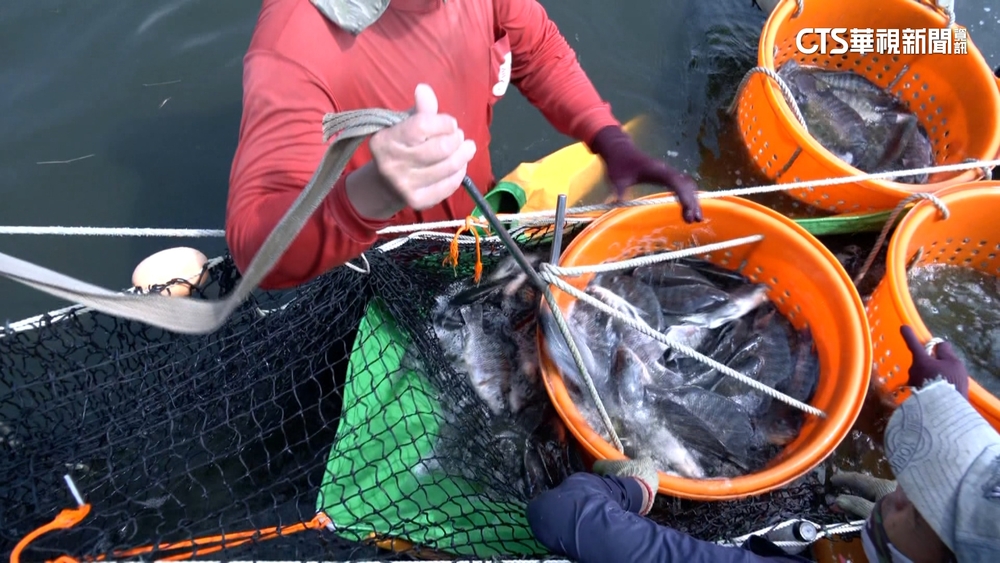 台灣鯛走入國際　外銷全球！另類台灣之光