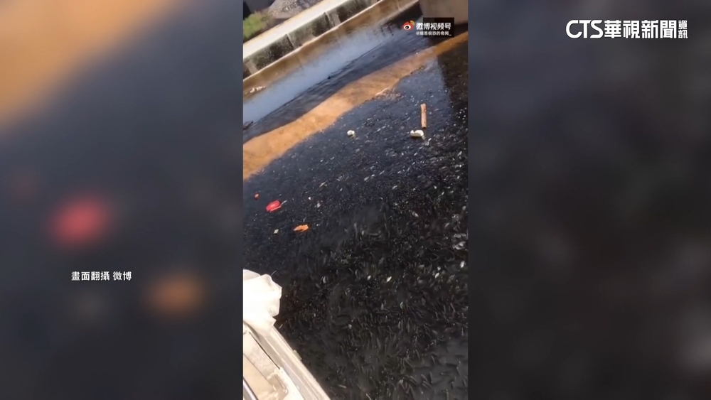 台灣鯛反攻大陸？　傳大量繁殖危及廣西河流生態　