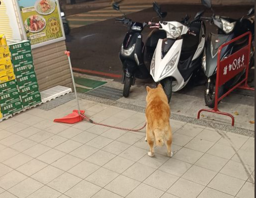 栓的是信任！主人進超商將柴柴拴在「畚箕上」　網笑翻：防君狗不防小狗