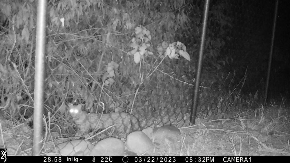 驚喜！睽違30年 雲林重現「石虎」7次