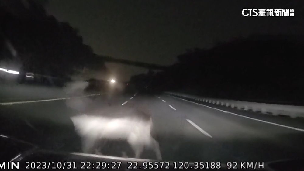 深夜國道撞水鹿！　車頭凹陷　女駕駛受傷送醫