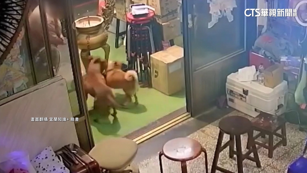 宜蘭比特犬闖住家攻擊　柴犬遭咬傷飼主心疼